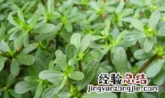 马齿苋是什么菜?长什么样? 马齿苋是什么野菜