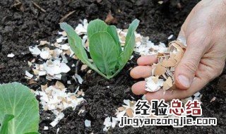 家里种花用什么肥料 家里种花用什么肥料好