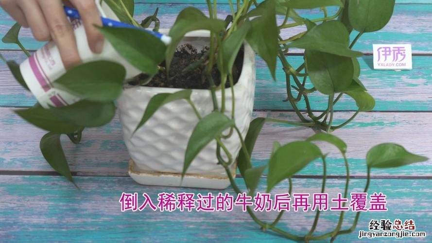 牛奶浇花的害处