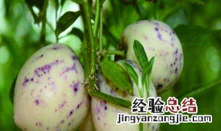 人参果怎样种植技术 人参果的种植技巧方法