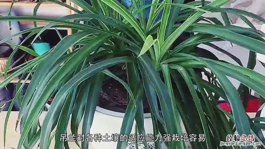 还在养“普通吊兰”？这4种吊兰真特别，尤其是第二种