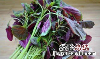 米苋是什么苋菜 米苋是什么苋菜图片