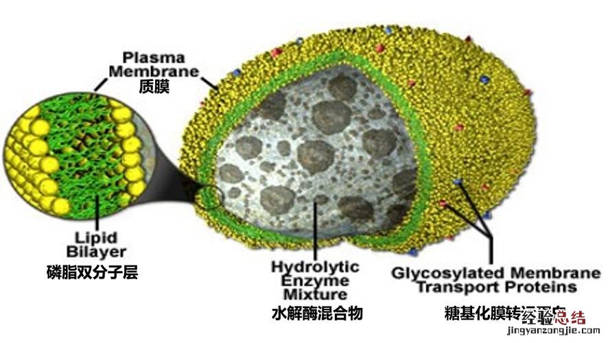 生物大分子物质有哪些