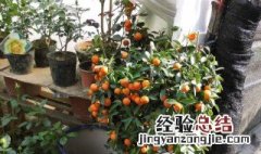 有什么适合家里养的结果植物 适合家里养的结果植物推荐