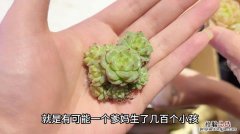 多肉植物雪莲怎么采收种子