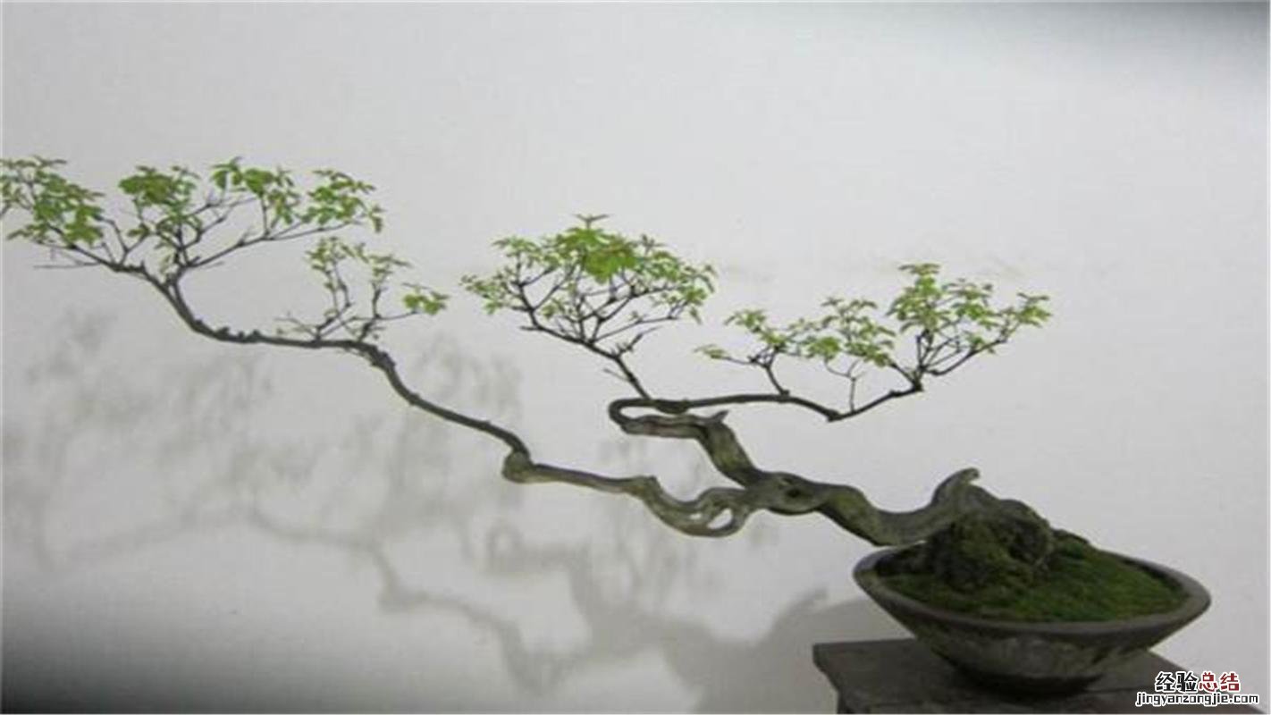 农村什么树适合做盆景，怎样上山发现盆景？