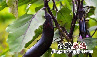茄子种植的方法 茄子种植的方法介绍