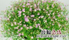 闺蜜送花送什么花合适生日 闺蜜送花送什么花合适