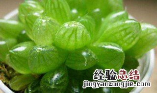 如何养好肉肉植物玉露 多肉植物怎么养玉露