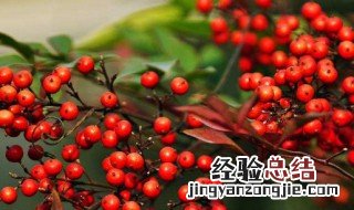 红豆生南国中的红豆是什么红豆 红豆生南国是什么类型