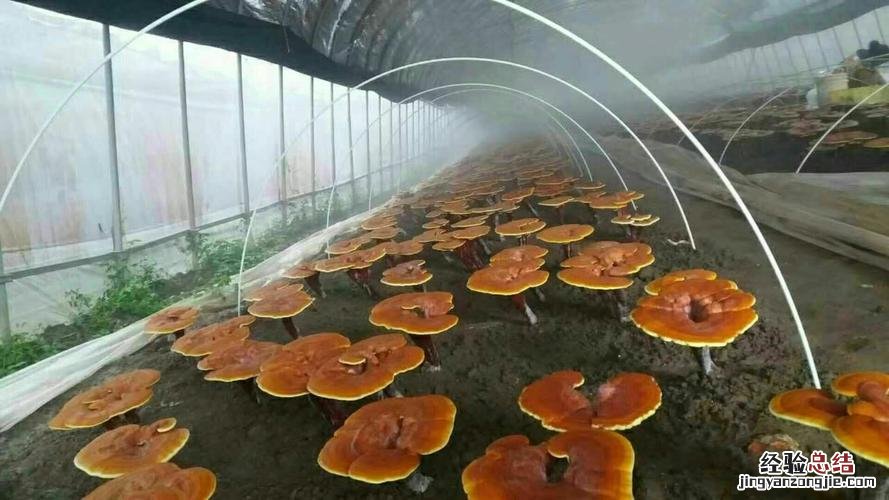 灵芝种植技术,用什么土养