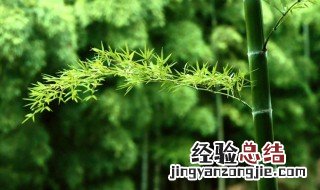 竹子怎么种 竹子的种植方法