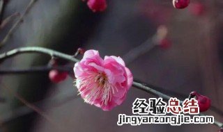 梅花的介绍以及特点 梅花的介绍和特点50字