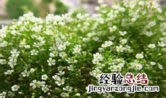 满天星怎么种植 种植满天星方法