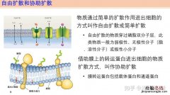 主动运输需要能量吗