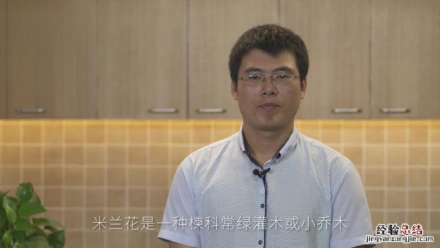 米兰花的养殖方法