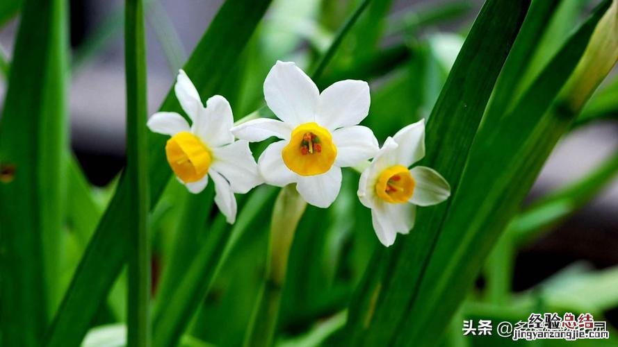 水仙花的花期控制