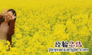 油菜花心情说说短语 油菜花心情短语说说有哪些
