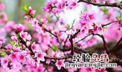 桃花的花语是什么意思 桃花花语及代表意义