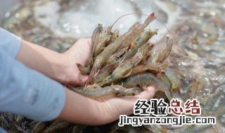 如何养好虾钢 虾怎么样养