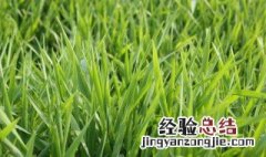 燕麦草种植方法图解 燕麦草种植方法