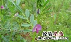 大巢菜小巢菜和四籽野豌豆有什么区别 大巢菜小巢菜和四籽野豌豆有啥区别