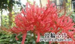 彼岸花种球种植方法 彼岸花种球怎么种植