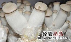 杏鲍菇种植方法 杏鲍菇种植方法简单介绍