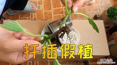 绣球花几月份可以扦插