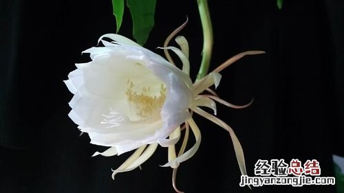 昙花开代表什么预兆