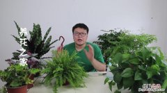 波斯顿蕨的繁殖方法