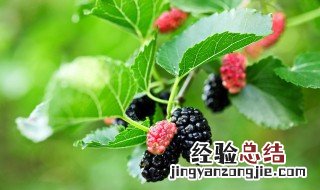 桑葚种植技术及高产要点 桑葚种植方法和技术