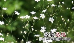 新鲜满天星怎么保存 新鲜满天星保存方法