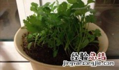 香菜种植的方法 种植的时候有什么要注意的