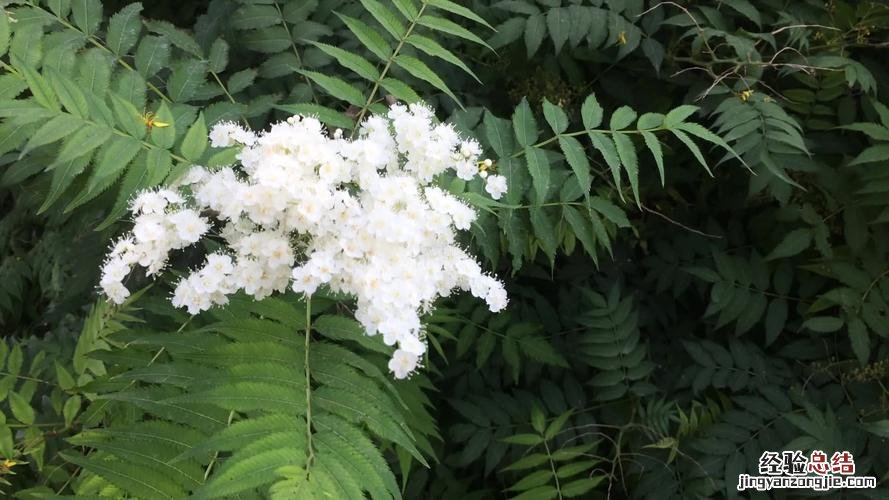 雪绒花是什么花，有什么功效