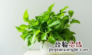 绿萝水养根烂怎么办 绿萝水养烂根怎么解决