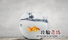 新买的水族箱怎么养水 水族箱新水养几天