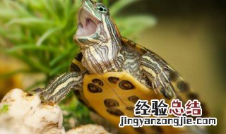 半水龟怎么养背甲会高会好看 半水龟怎么养