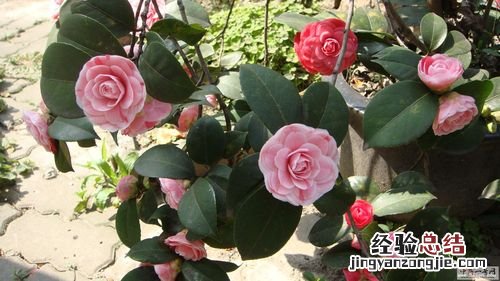 山茶花花期管理要点，山茶花花期怎么施肥