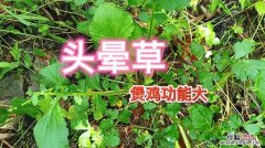 宝草的养殖方法和注意事项