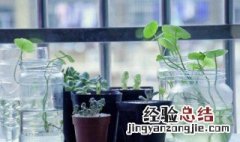 种植多肉怎么浇水 多肉植物怎么养浇水