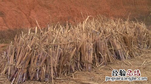 种植技术介绍 甘蔗怎么种植