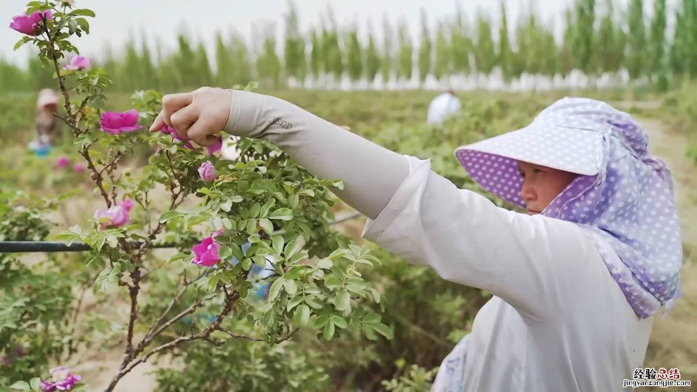 石榴花的花期管理