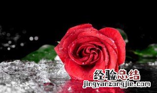 玫瑰花是怎样保鲜的 玫瑰花是如何保鲜的