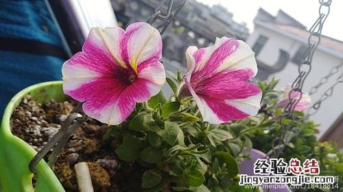 矮牵牛在什么季节开花