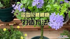 蓝雪花怎么做成棒棒糖，怎么养护