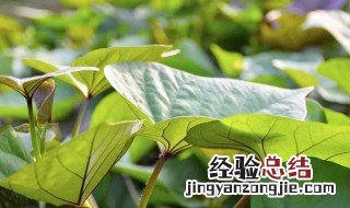 番薯叶怎么种 番薯怎么种植的