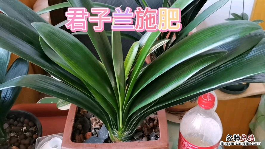 君子兰用什么肥料最好