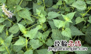 藿香怎么种植盆栽 盆栽藿香种植方法是什么