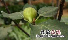 盆栽无花果种植技术 怎么盆栽种植无花果